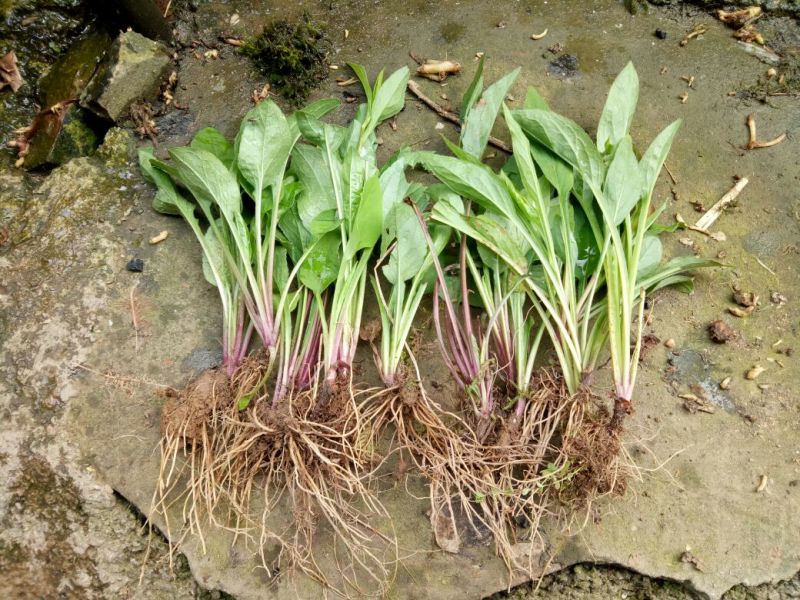 一枝黄花散装纯野生苗