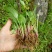 一枝黄花散装纯野生苗