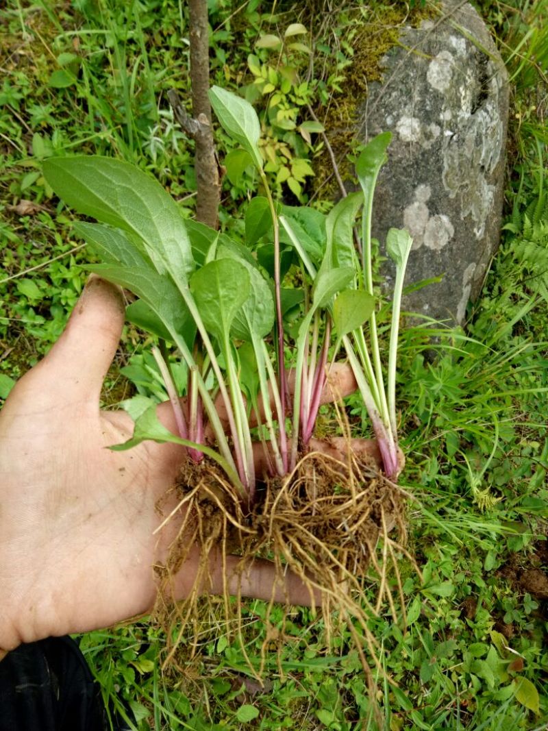 一枝黄花散装纯野生苗