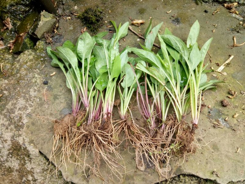 一枝黄花散装纯野生苗
