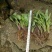 一枝黄花散装纯野生苗