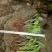 一枝黄花散装纯野生苗