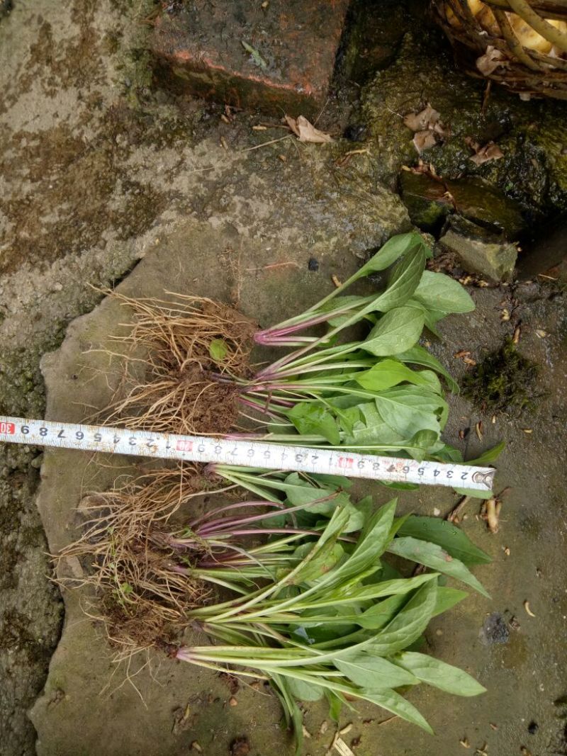 一枝黄花散装纯野生苗