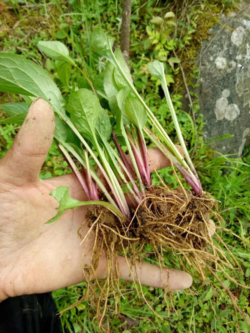 一枝黄花散装纯野生苗