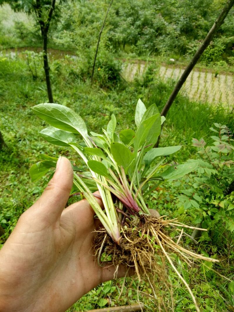 一枝黄花散装纯野生苗