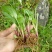 一枝黄花散装纯野生苗