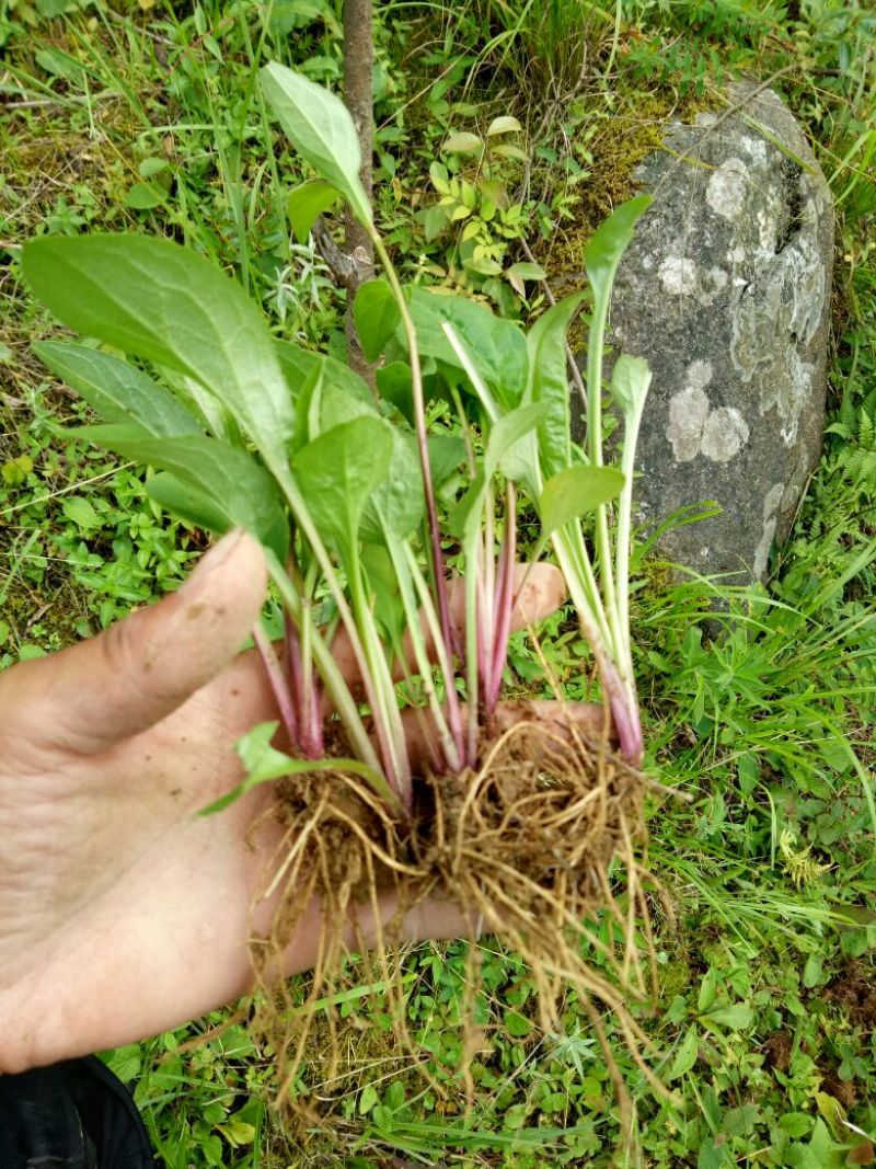 一枝黄花散装纯野生苗