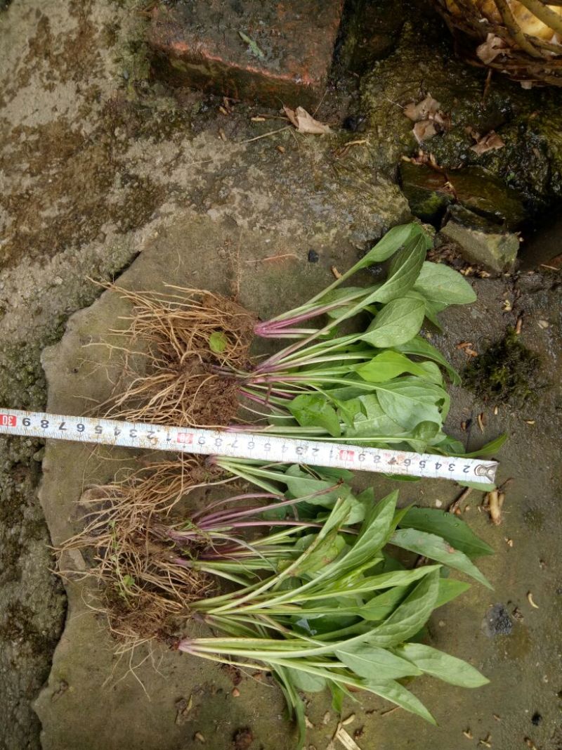 一枝黄花散装纯野生苗