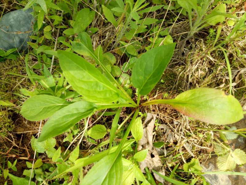一枝黄花散装纯野生苗