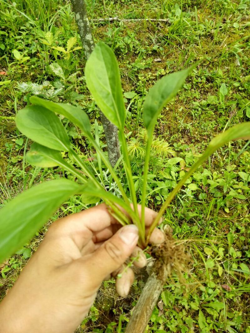 一枝黄花散装纯野生苗