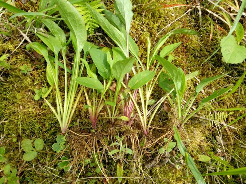 一枝黄花散装纯野生苗