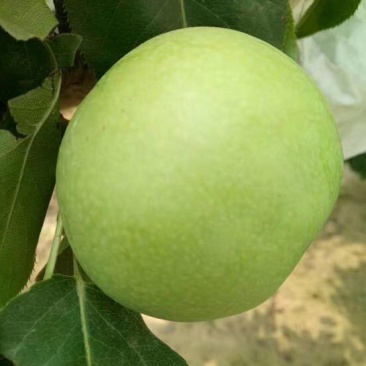 绿宝石梨