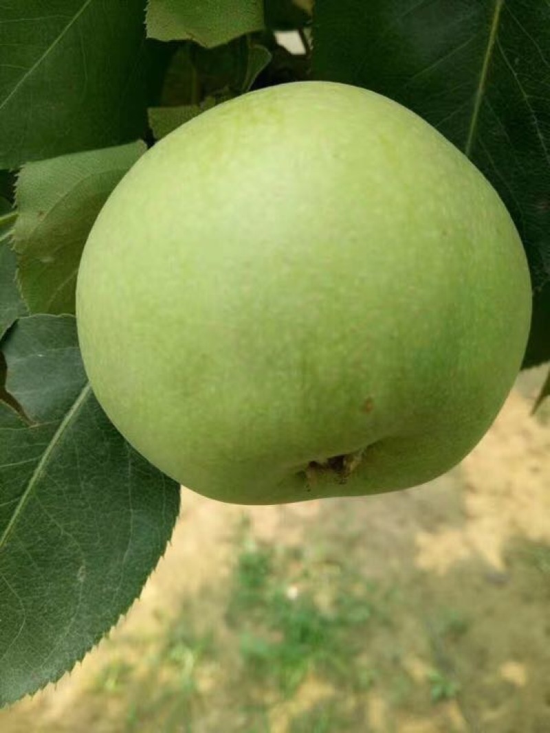 绿宝石梨