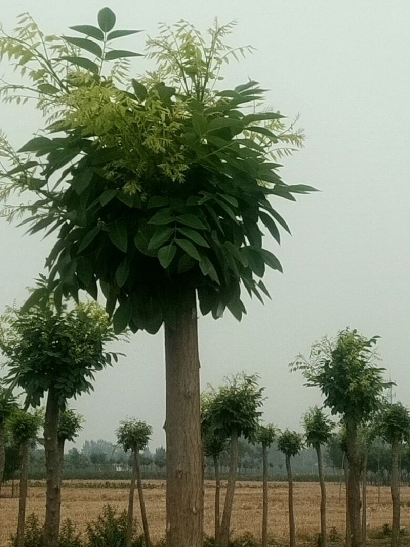 金银花树桩5~10cm