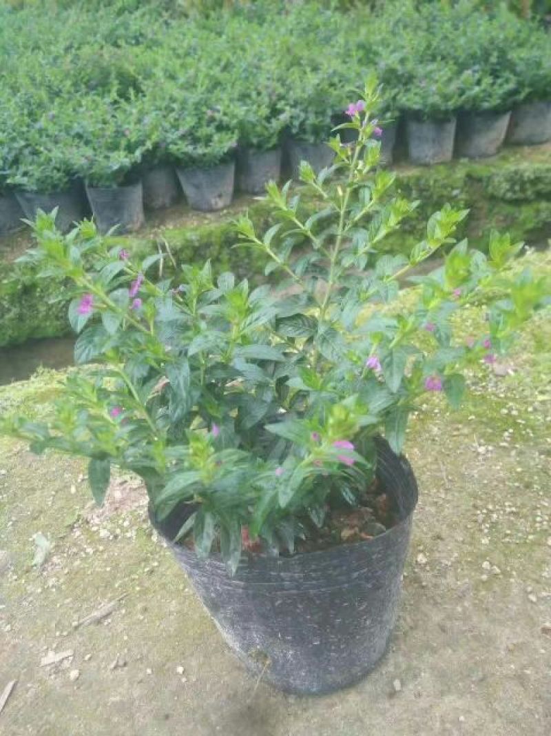 各种规格营养袋苗。红花满天星