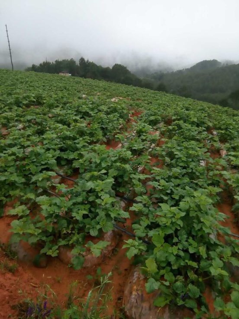 灯笼果