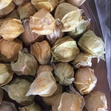 灯笼果