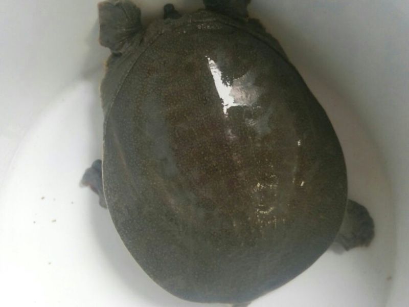 生态甲鱼1.5~2斤