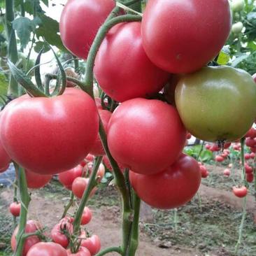恒运西红柿种子1000粒/袋抗TY亮粉色大果型产量高