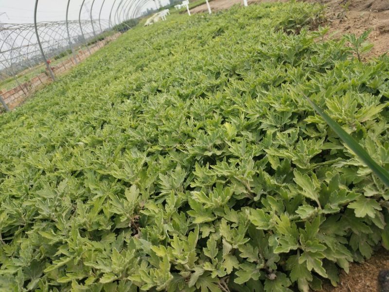 菊花苗金丝皇菊苗