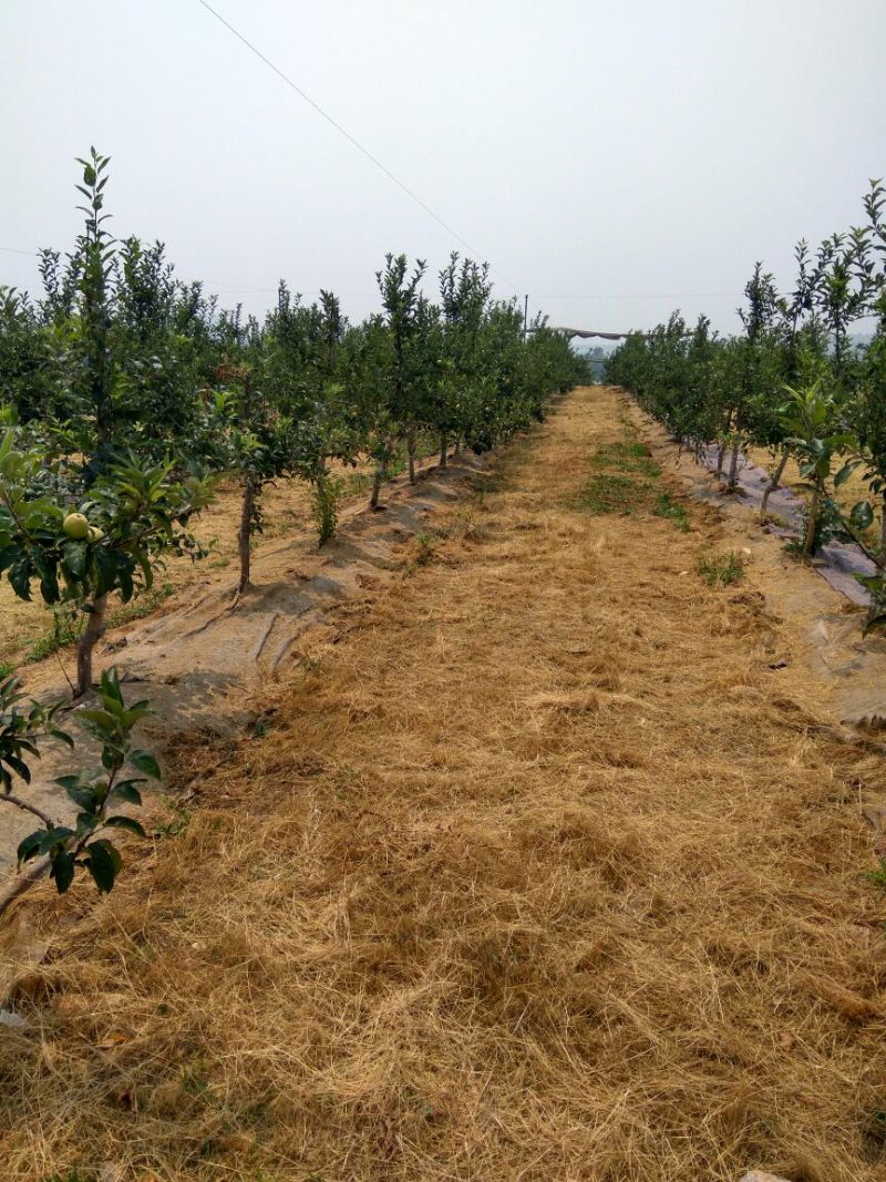 【热卖】露利苹果树苗苹果苗指导种植技术手把手教给你技术