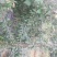 梨树苗150~200cm1~4cm