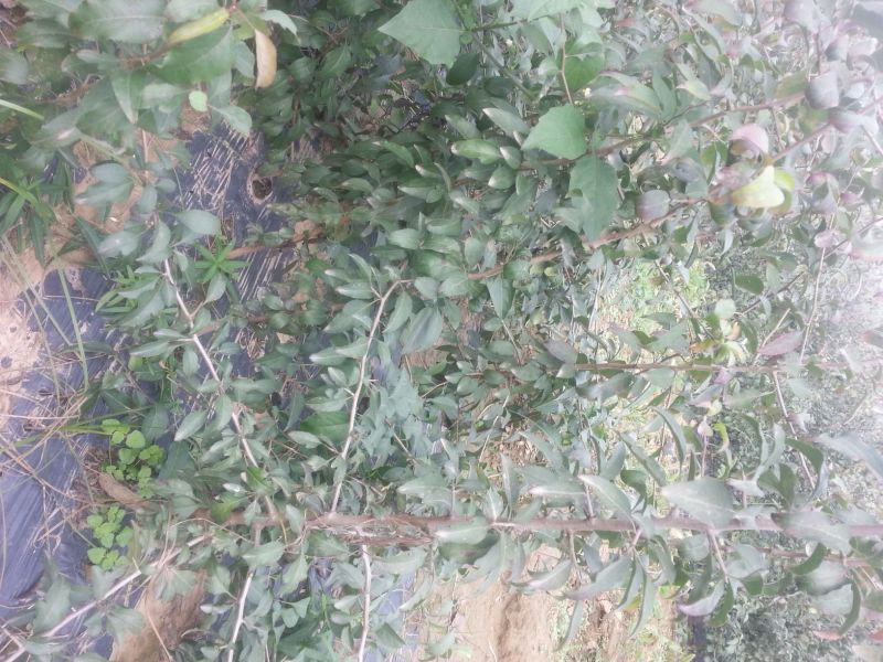 梨树苗150~200cm1~4cm