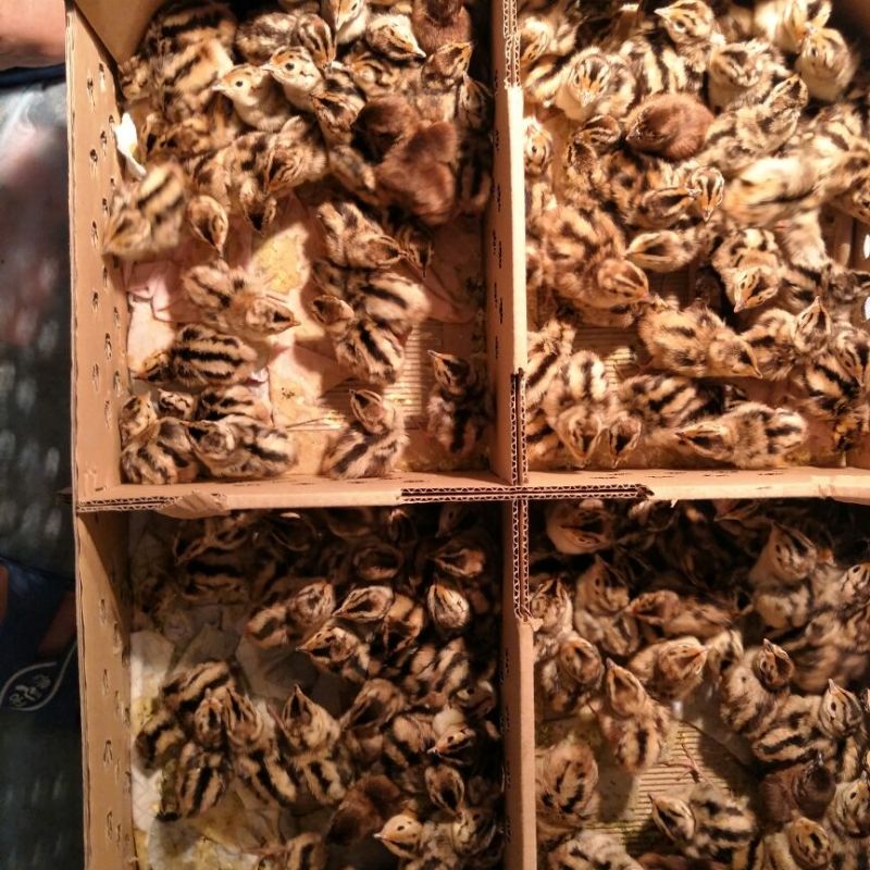 土鸡苗250克以下脱温苗