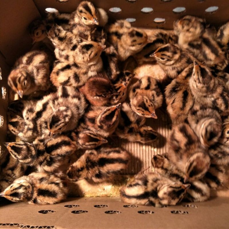 土鸡苗250克以下脱温苗
