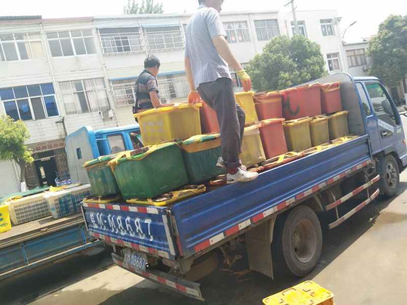 安徽本地黄鳝苗，量大供应全国各地养殖