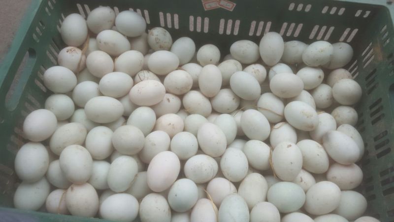 土鸭蛋食用