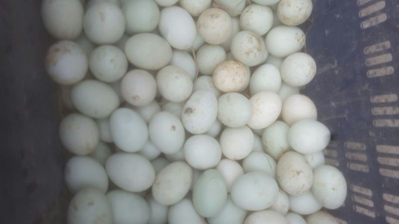 土鸭蛋食用