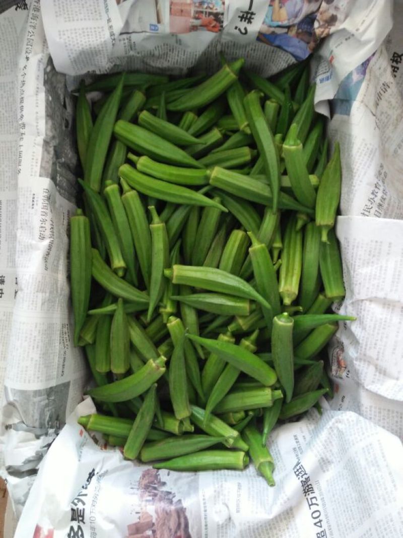 黄秋葵8~10cm