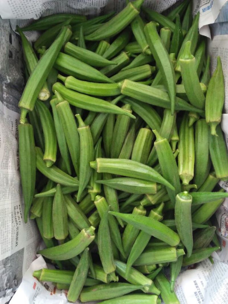 黄秋葵8~10cm