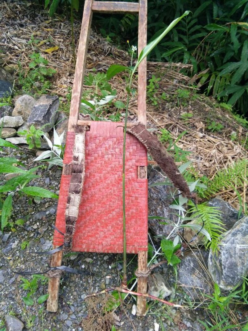 砂仁苗
