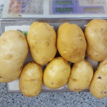土豆通货4两以上