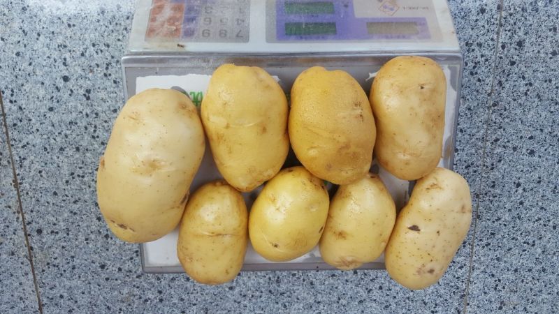 土豆通货4两以上