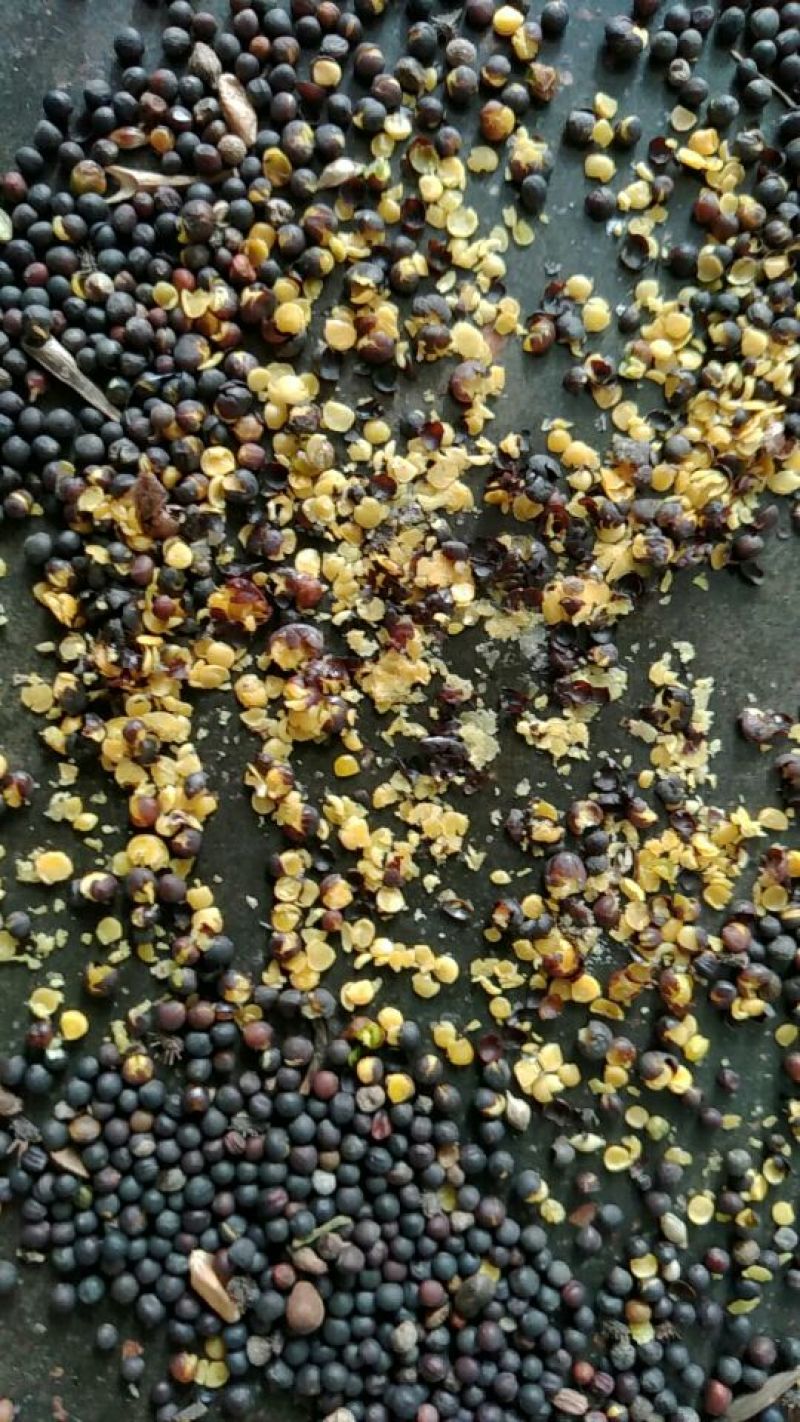 油菜籽1