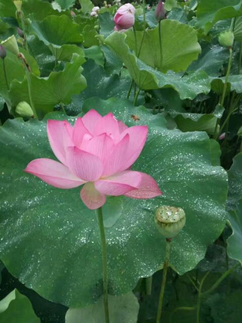 白莲子新鲜莲蓬、草莲、鲜莲