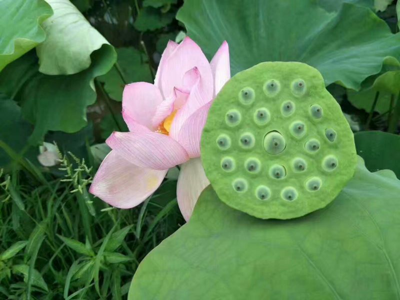 白莲子新鲜莲蓬、草莲、鲜莲