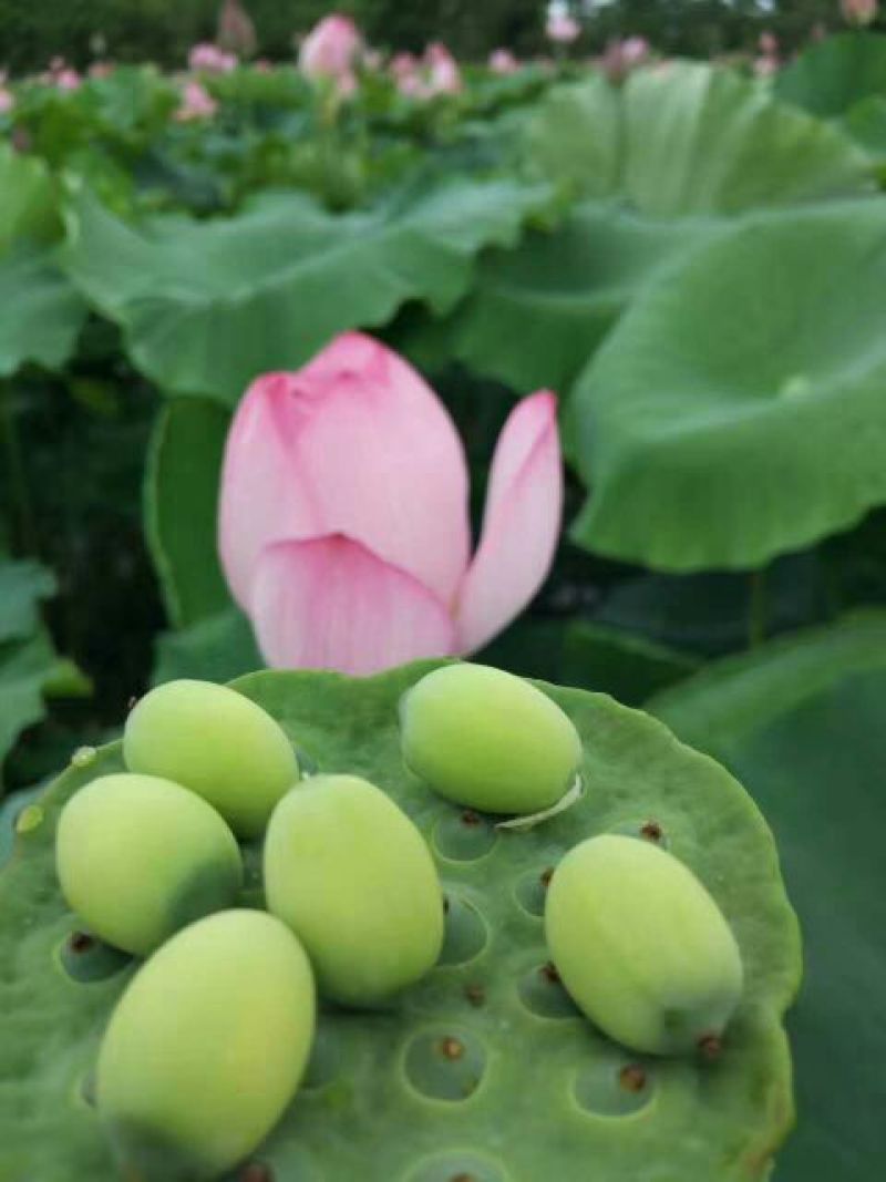 白莲子新鲜莲蓬、草莲、鲜莲