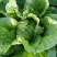 黄心菜白菜7斤以上毛菜