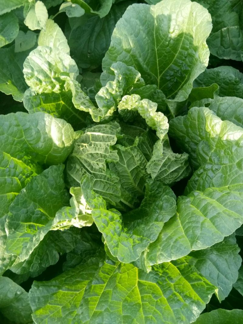 黄心菜白菜7斤以上毛菜