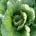 黄心菜白菜7斤以上毛菜