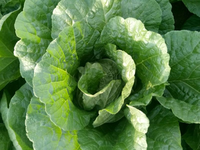 黄心菜白菜7斤以上毛菜