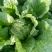 黄心菜白菜7斤以上毛菜