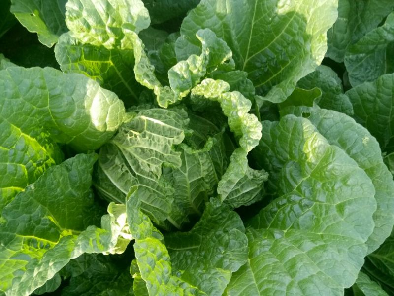 黄心菜白菜7斤以上毛菜