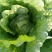 黄心菜白菜7斤以上毛菜