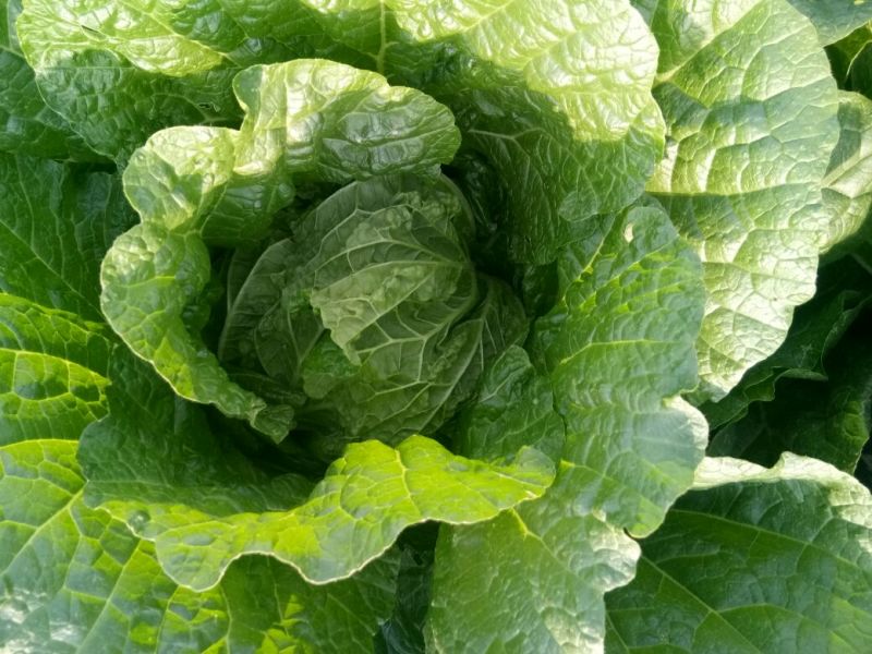 黄心菜白菜7斤以上毛菜