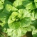 黄心菜白菜7斤以上毛菜